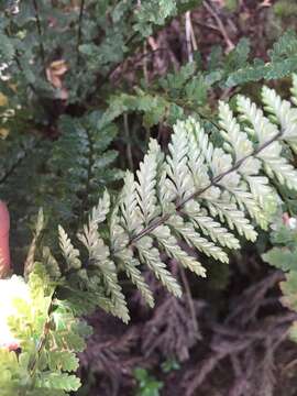 Image of Macrae's Spleenwort