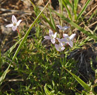 Sivun Houstonia acerosa var. acerosa kuva