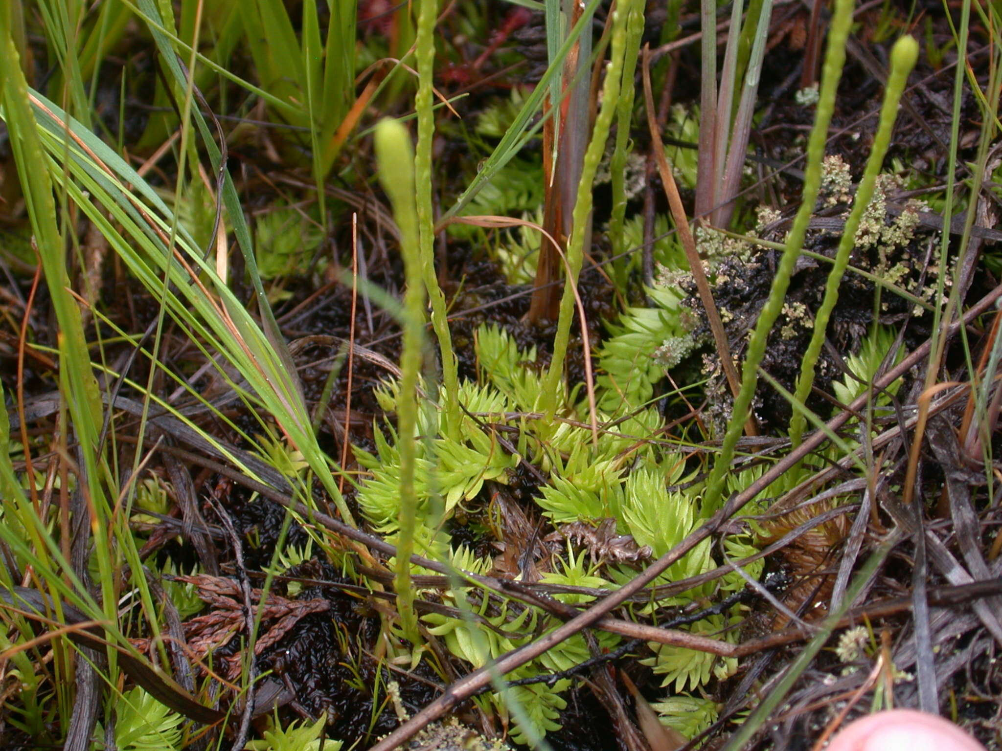 Imagem de Pseudolycopodiella caroliniana (L.) Holub