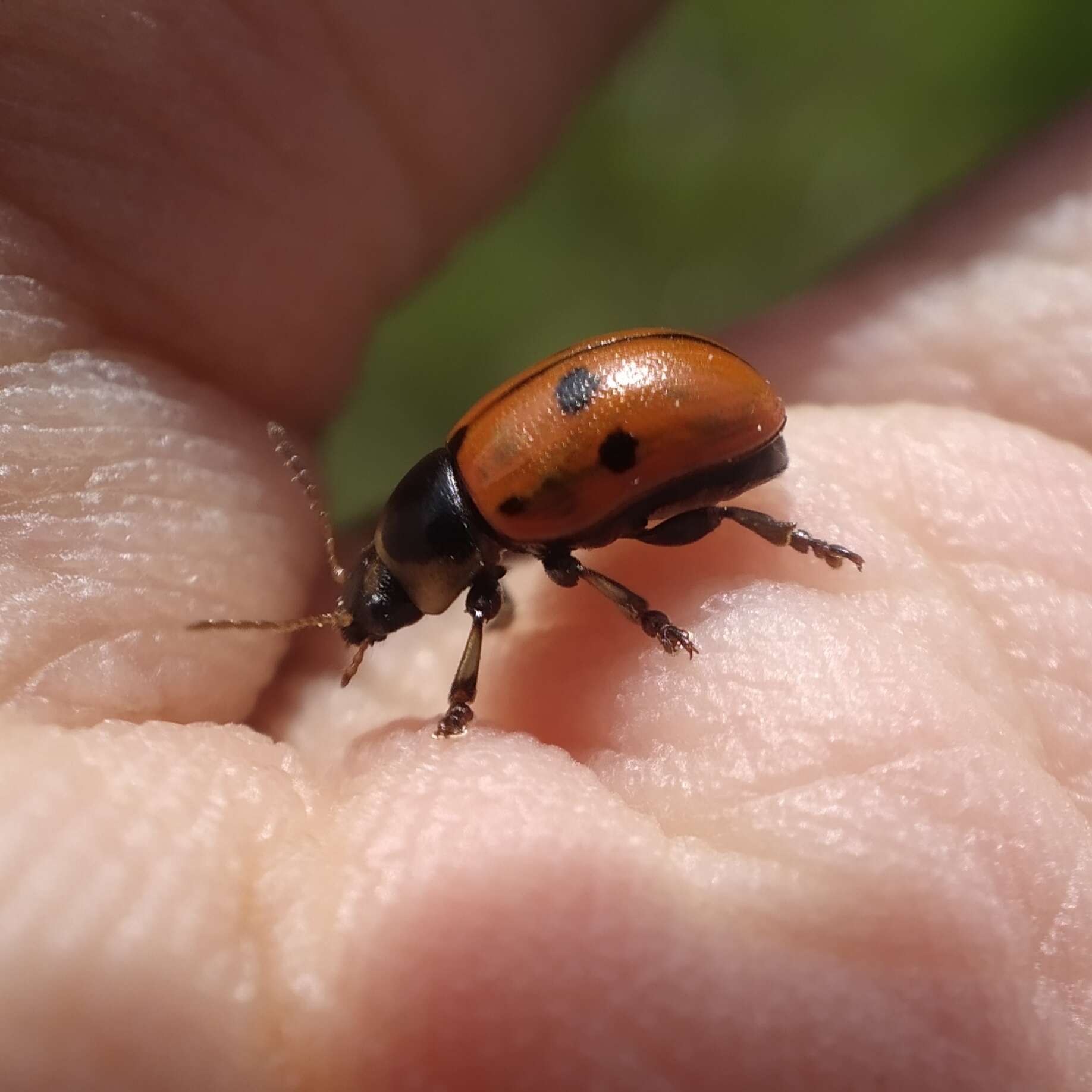 صورة <i>Gonioctena aegrota</i>