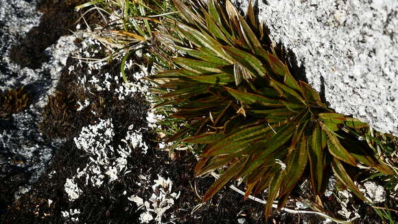 Image of Aciphylla traillii T. Kirk