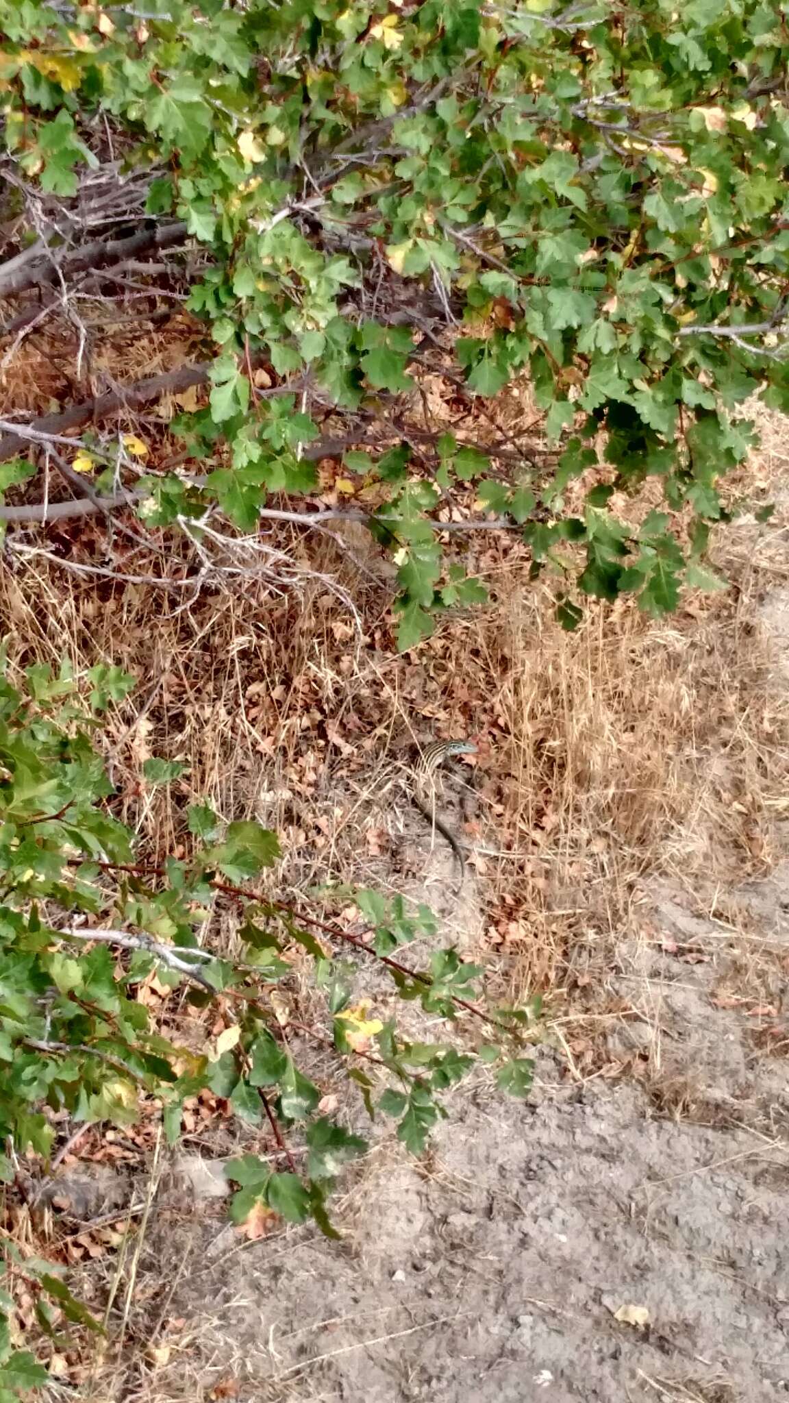 Image of New Mexico whiptail