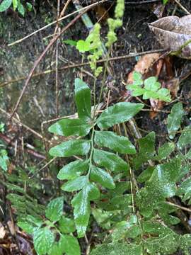 Image of streambank flowering fern