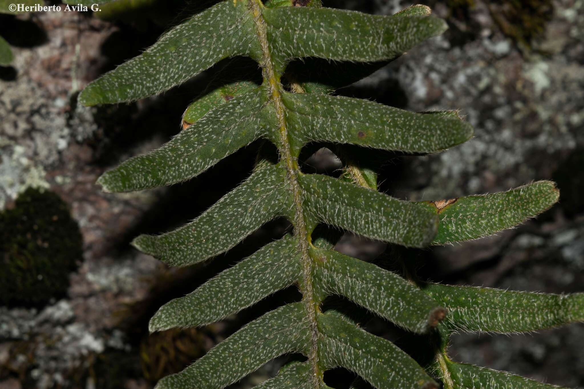 Image of Pleopeltis sanctae-rosae (Maxon) A. R. Sm. & Tejero