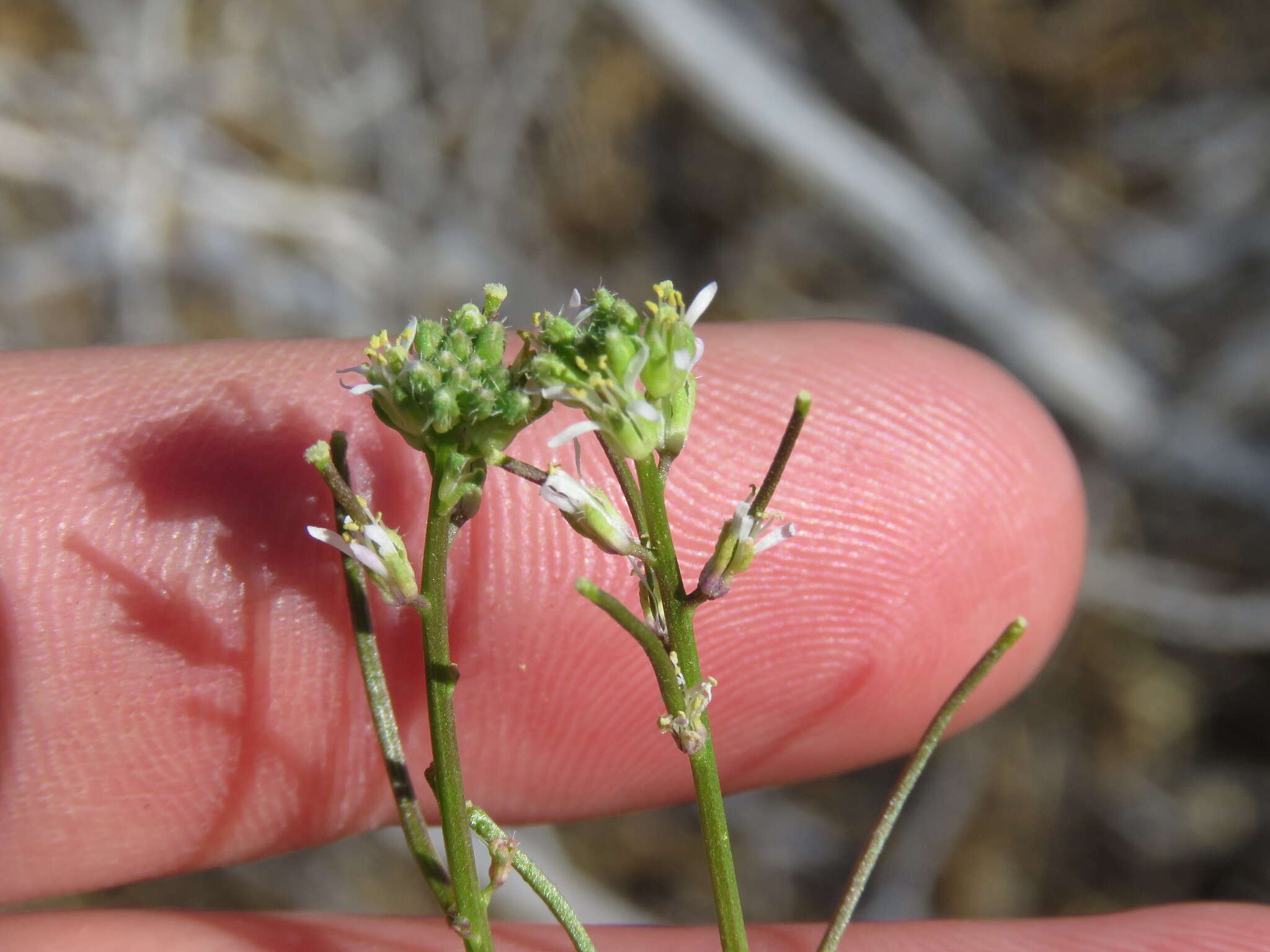 Sivun Caulanthus lasiophyllus (Hook. & Arn.) Payson kuva