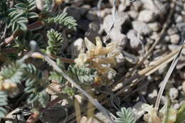 Imagem de Astragalus monoensis Barneby