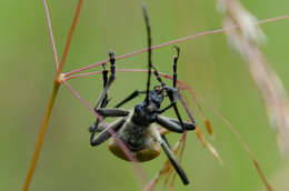 Image of Pachyta quadrimaculata (Linné 1758)