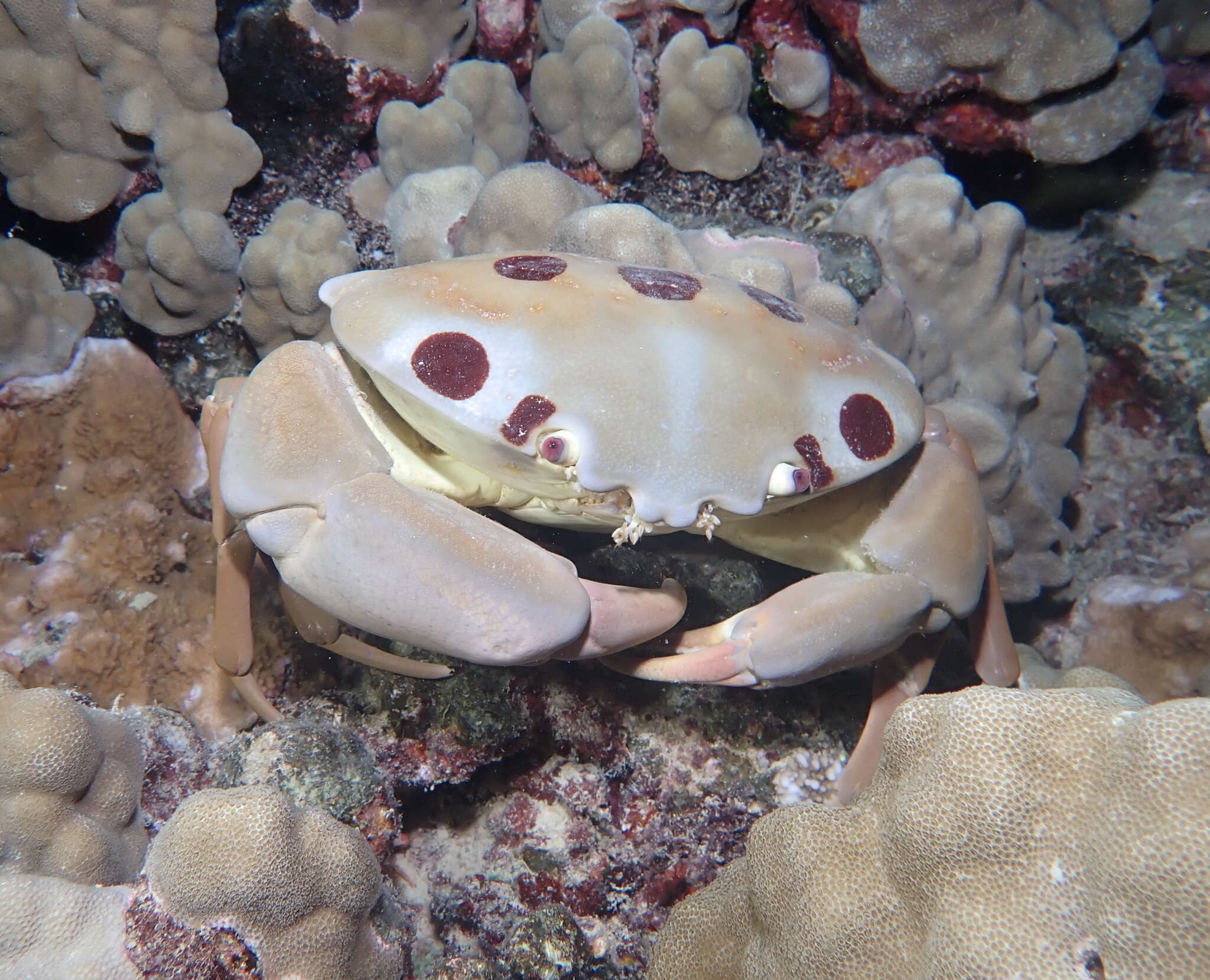 Image of Red spot coral crab