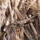 Image of Clouded Grasshopper