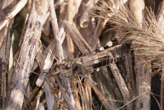 Image of Clouded Grasshopper