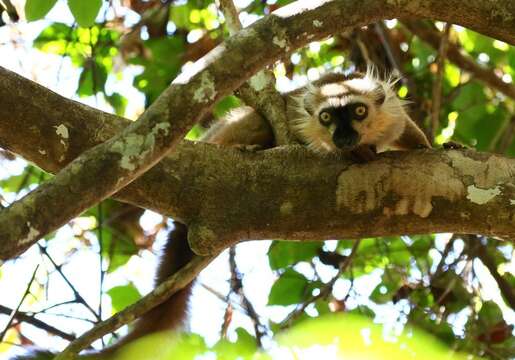 Image de Eulemur sanfordi (Archbold 1932)