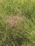 Imagem de Agrostis montevidensis Spreng. ex Nees