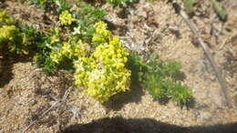 Image of Galium neglectum Le Gall ex Gren.