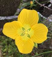 Image of Ludwigia caparosa (Cambess.) Hara