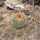 Image of Parodia prestoensis F. H. Brandt