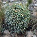 Image of Cumulopuntia boliviana subsp. dactylifera (Vaupel) D. R. Hunt