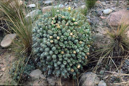 Image of Cumulopuntia boliviana subsp. dactylifera (Vaupel) D. R. Hunt