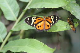 Imagem de Tithorea harmonia pseudethra Butler 1873