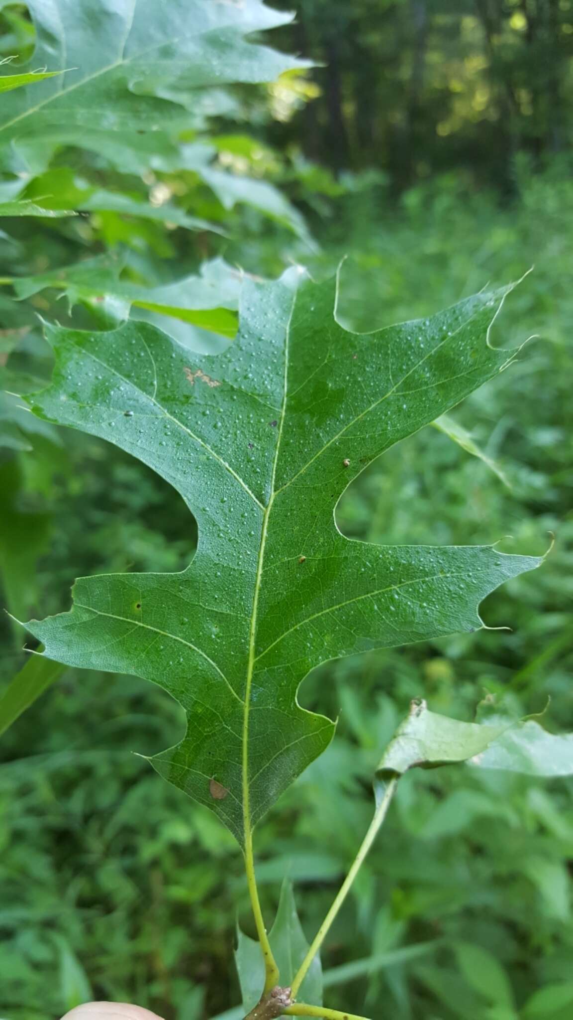 Слика од Quercus shumardii var. schneckii (Britton) Sarg.