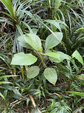 Image of Hawai'i false nettle