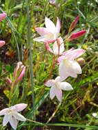 Image of Hesperantha cucullata Klatt