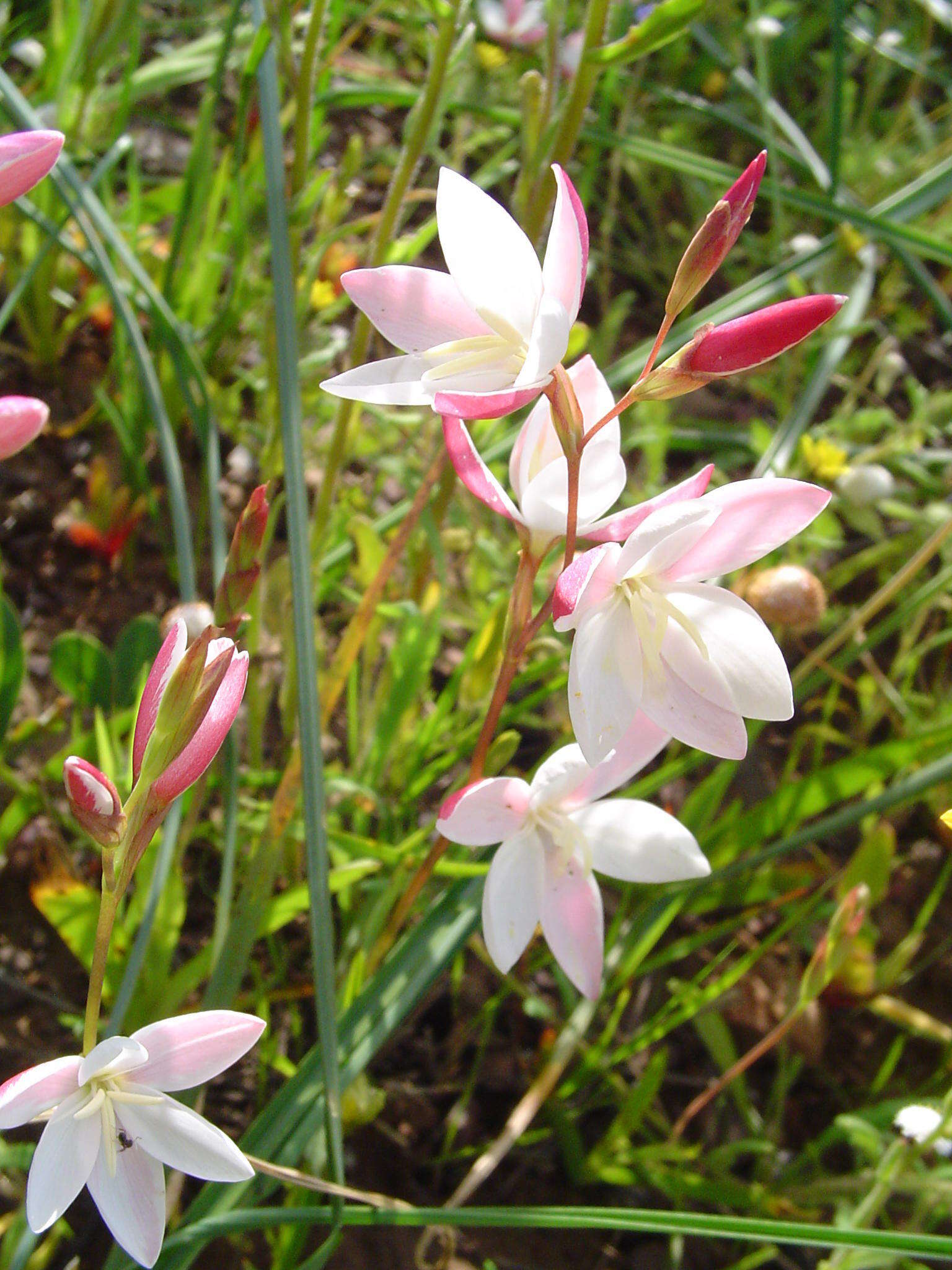 Image of Hesperantha cucullata Klatt