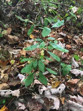 Plancia ëd Berberis canadensis Miller