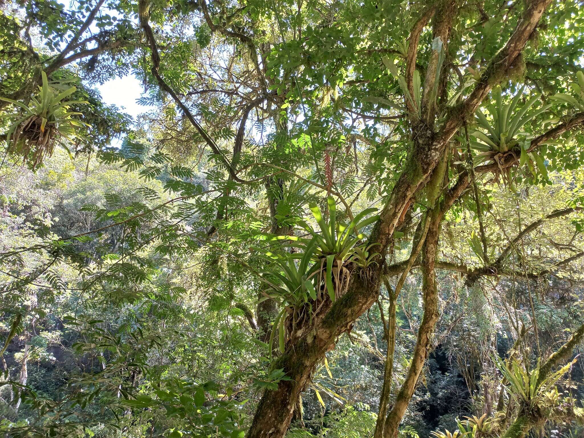 Image of Vriesea platynema Gaudich.