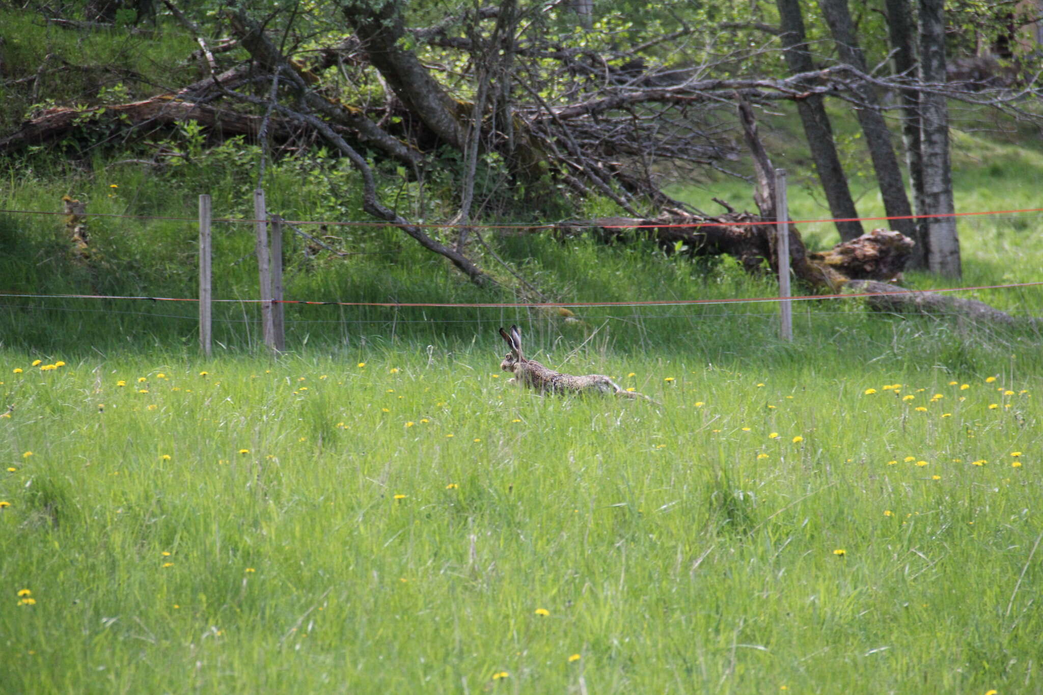 Image of brown hare, european hare