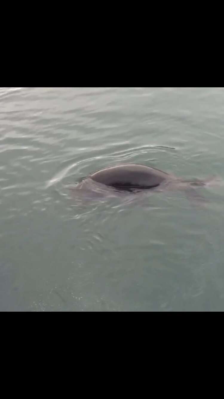 Image of Cape fur seal