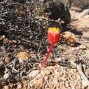 Imagem de Haemanthus unifoliatus Snijman