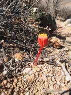 Imagem de Haemanthus unifoliatus Snijman