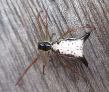 Image of Micrathena balzapamba Levi 1985