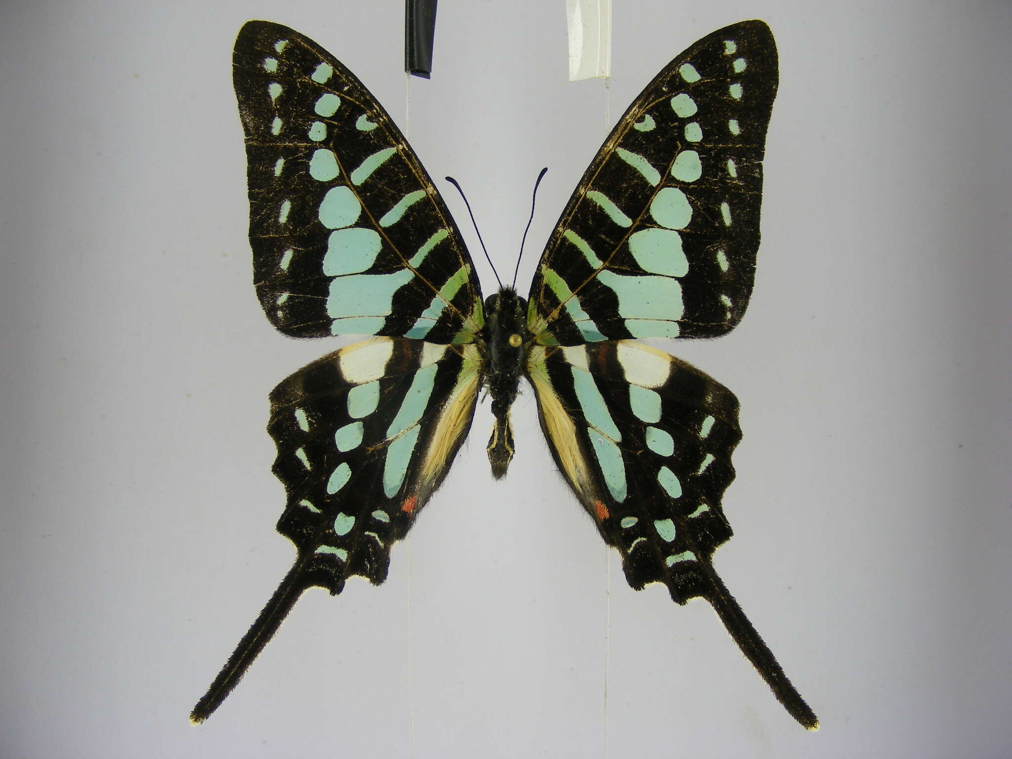 Image de Graphium policenes (Cramer (1775))