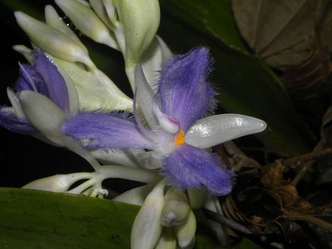 Image of <i>Cochliostema odoratissimum</i> Lem.