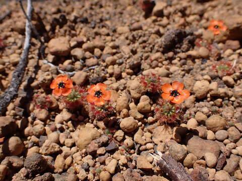 Image of Drosera hyperostigma N. Marchant & Lowrie