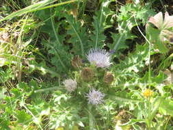 Plancia ëd Cirsium roseolum Z. S. Gorlacheva