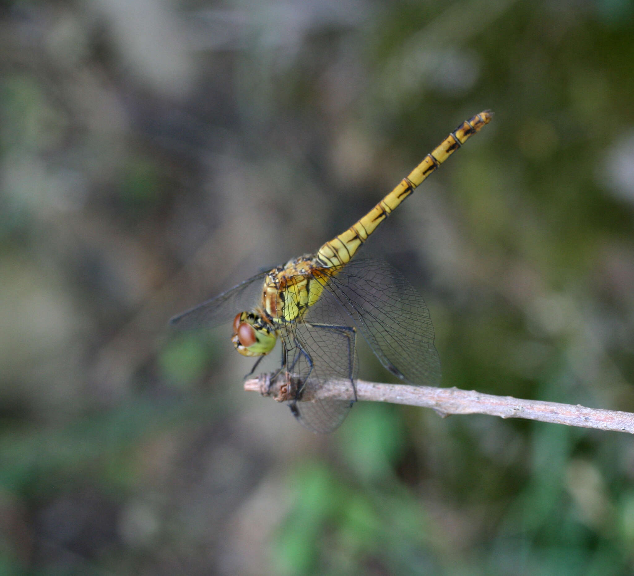 Image of <i>Sympetrum <i>striolatum</i></i> striolatum