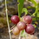 Image of Salvadora angustifolia Turrill