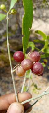 Imagem de Salvadora angustifolia Turrill