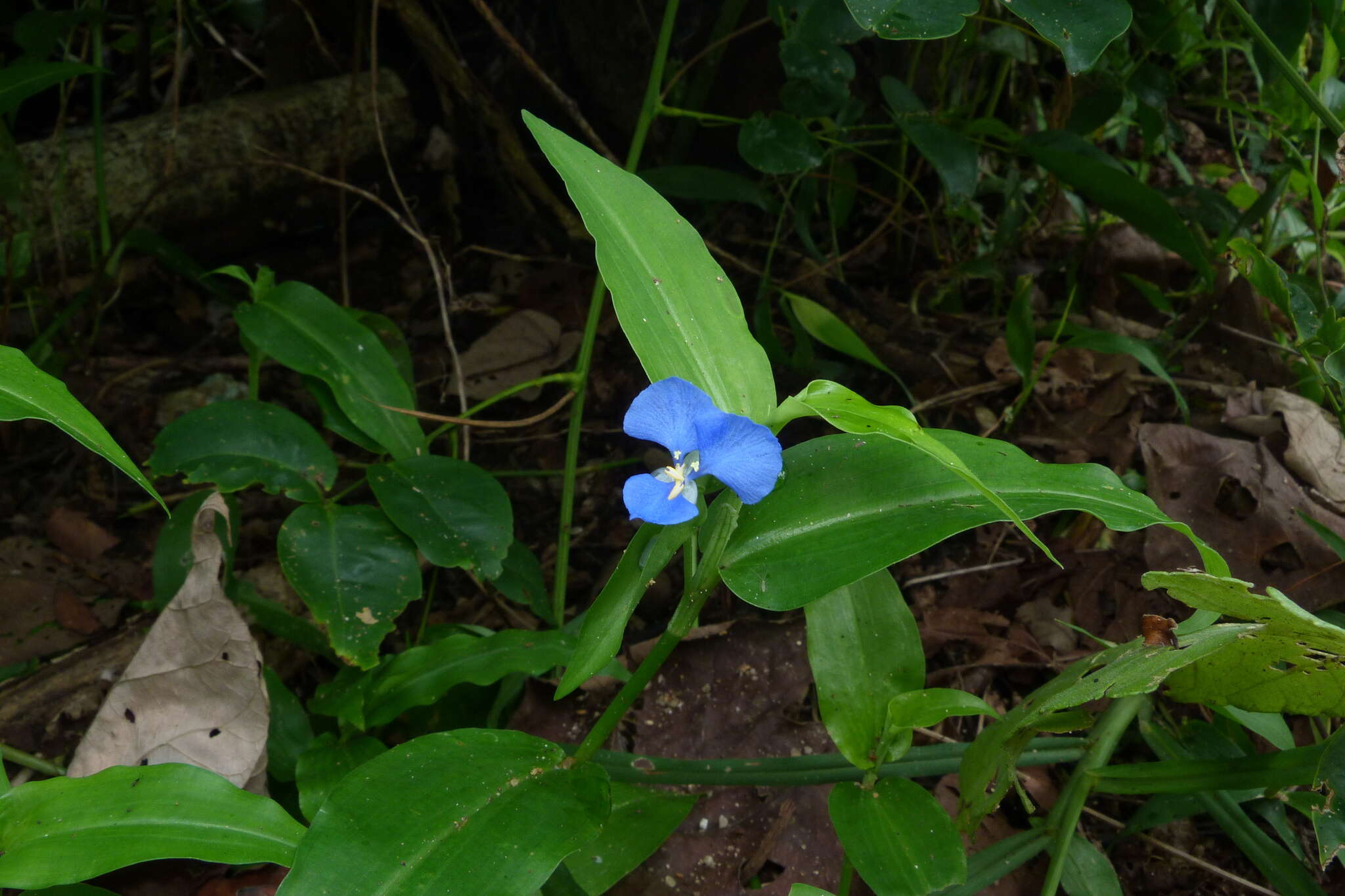 Image of Scurvy weed