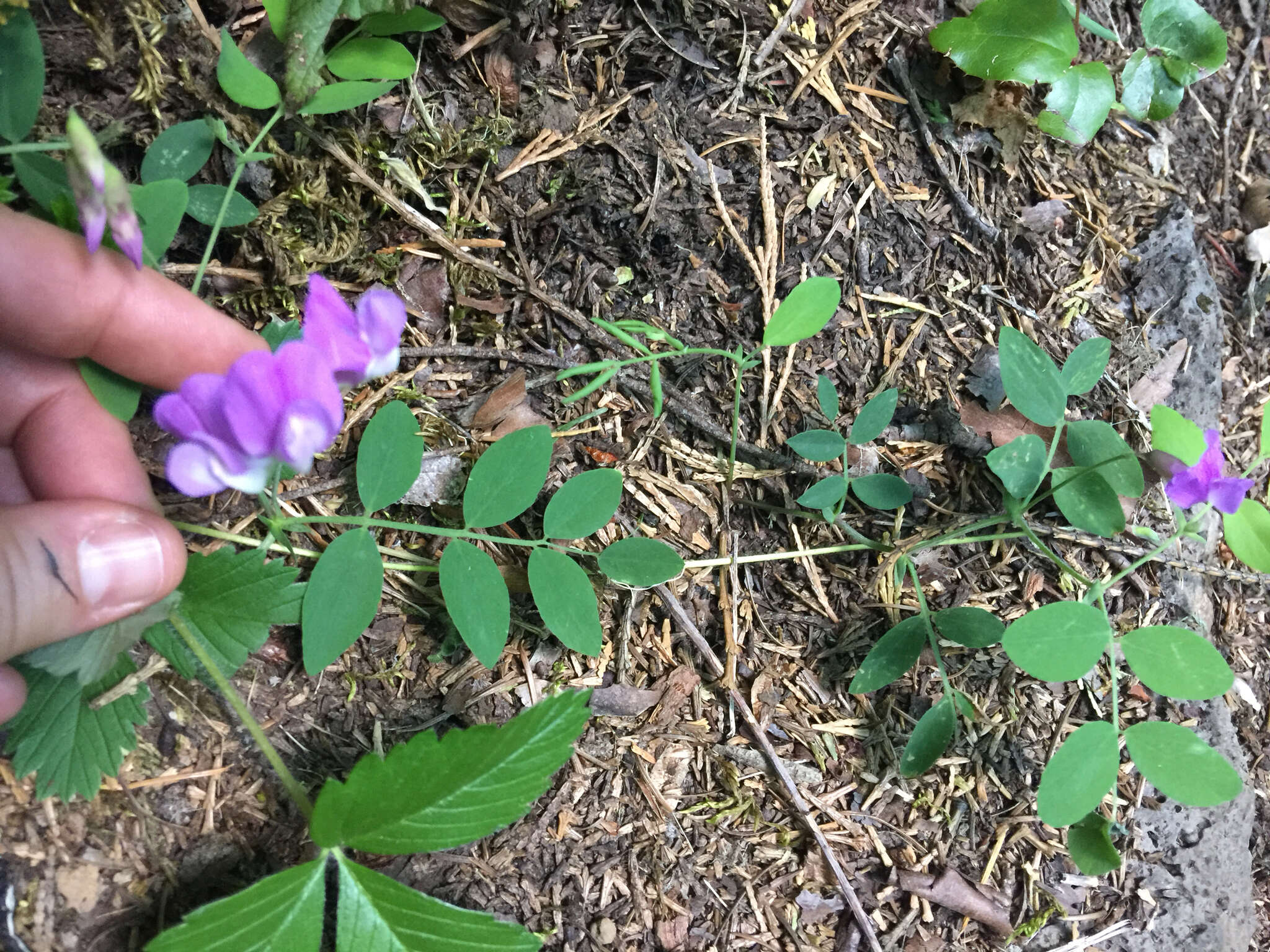 Imagem de Lathyrus nevadensis S. Watson