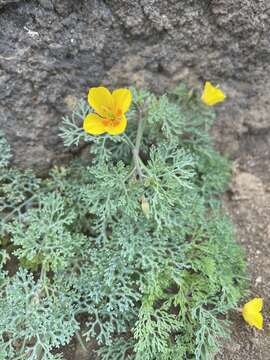 Imagem de Eschscholzia ramosa (Greene) Greene