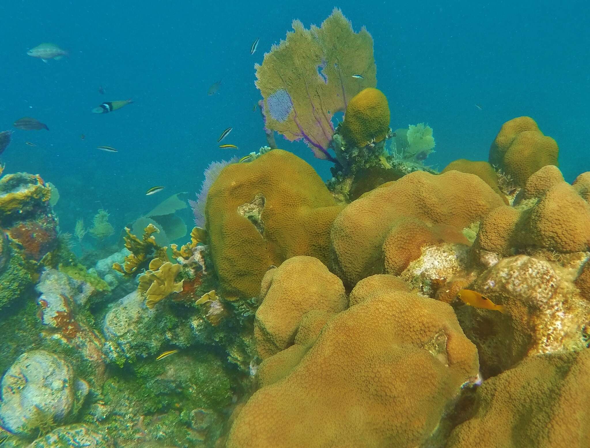 Image de Corail étoilé massif