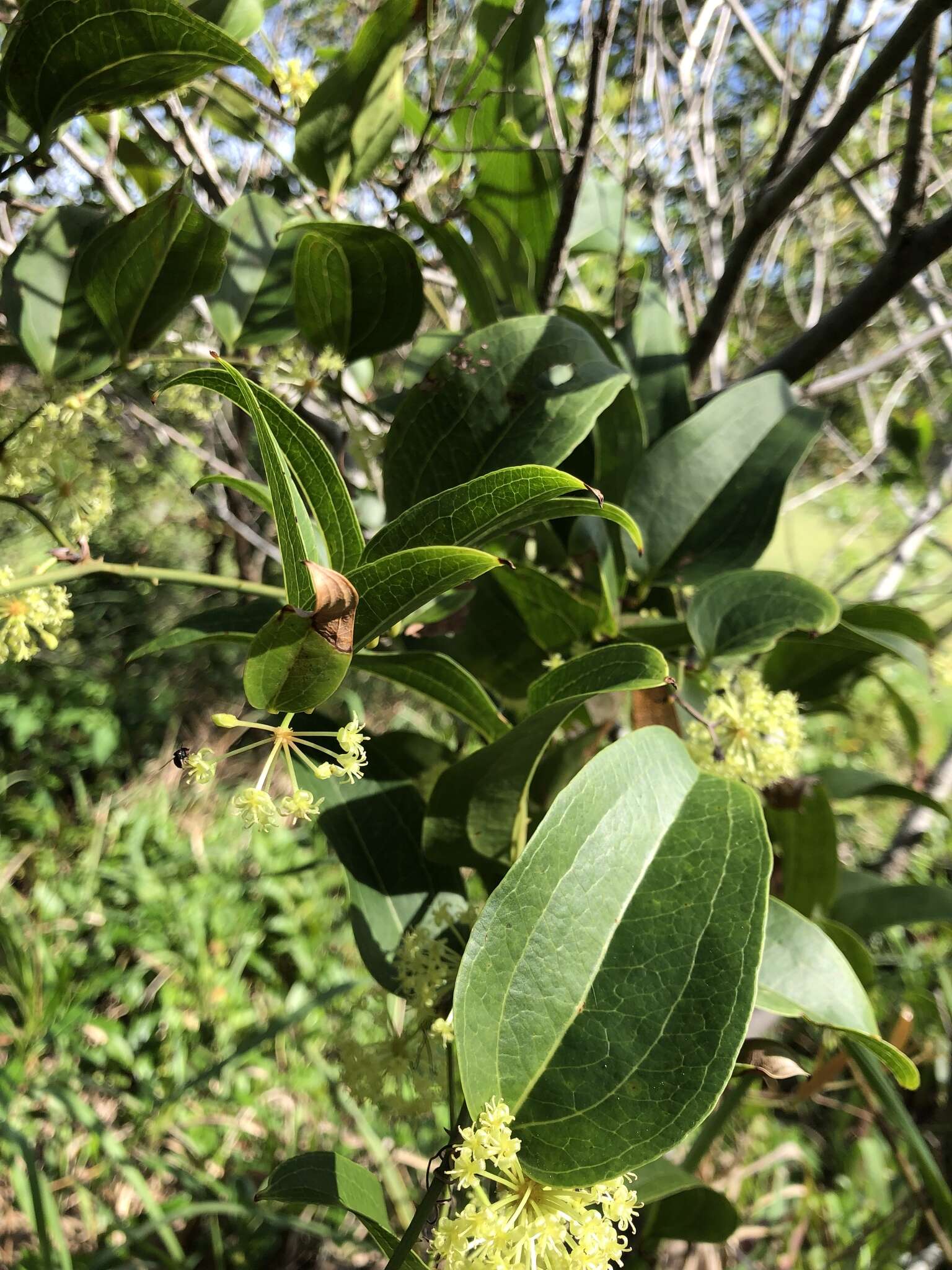 Image of Smilax australis R. Br.