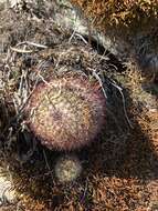 Image of Mammillaria rhodantha subsp. fera-rubra (F. Schmoll ex R. T. Craig) D. R. Hunt