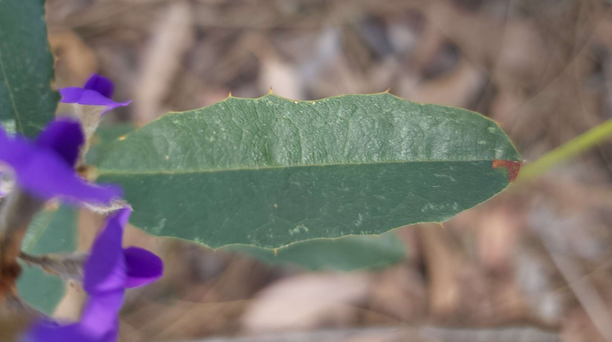 Image of Holly-leaved Hovea