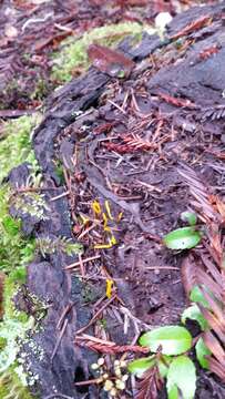 Image of Calocera viscosa (Pers.) Fr. 1821