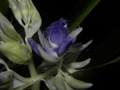 Image of <i>Cochliostema odoratissimum</i> Lem.