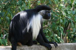 Colobus angolensis palliatus Peters 1868 resmi